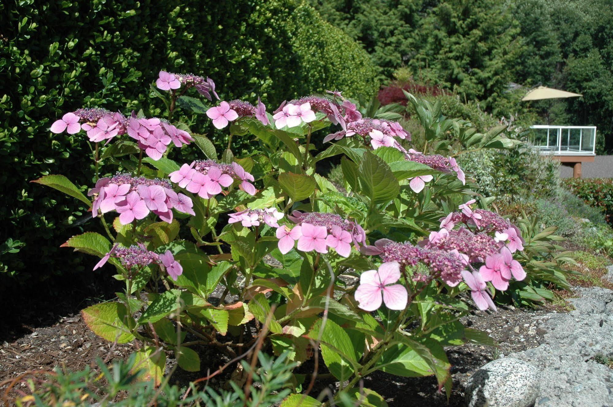 At The Shore Bed And Breakfast Sechelt Exteriör bild