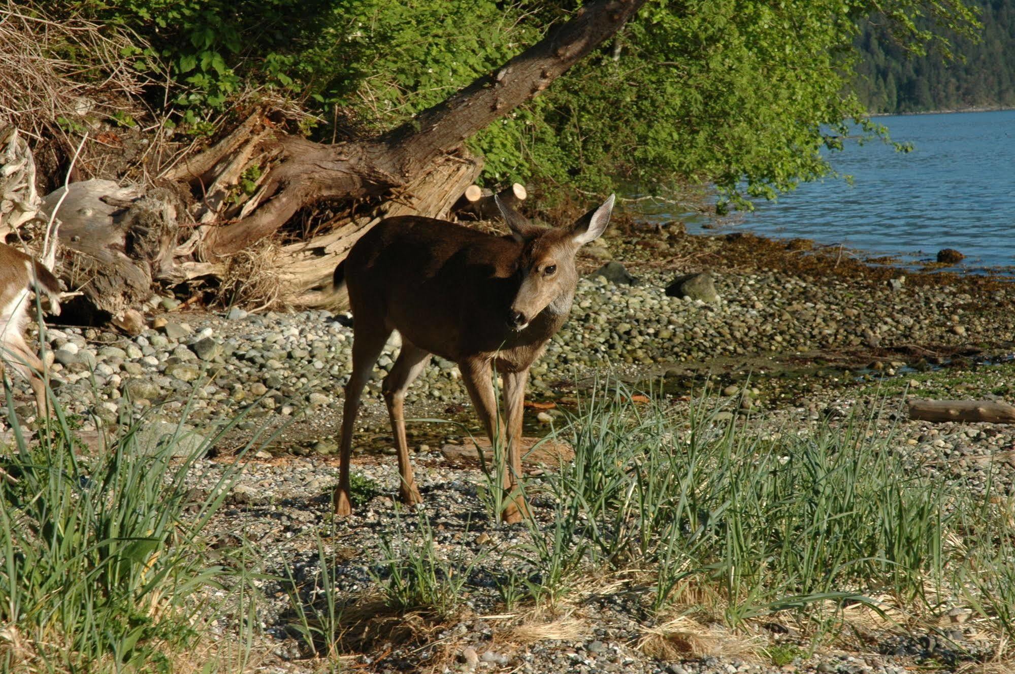 At The Shore Bed And Breakfast Sechelt Exteriör bild